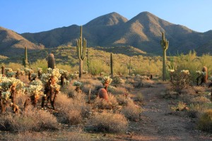 healing desert